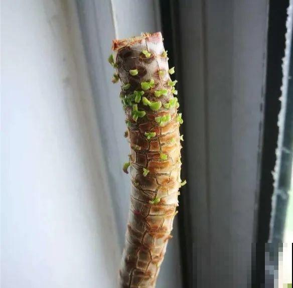 金枝玉叶不能长太高，越矮越值钱，一长高就砍！