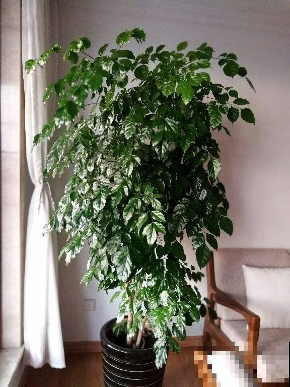 2种招财花，客厅角落摆一盆，家庭越来越顺，日子越过越好