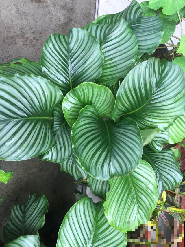 这花太娇气，忘了给它喷水，叶子直接干成杂草！