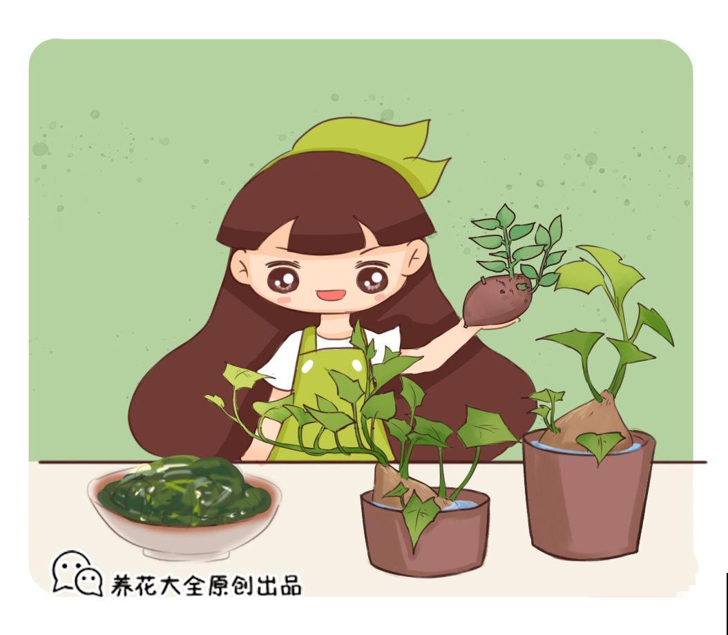 春天野菜蹭蹭冒，房前屋后都在长，半袋子就能炒盘菜