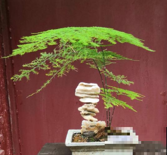 家里有这3种花，不要乱晒太阳，一晒叶子就发黄！