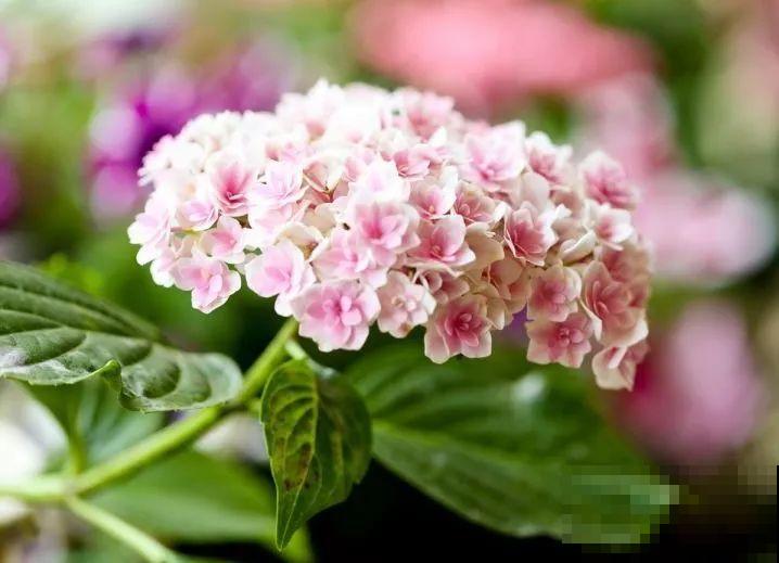 干净明亮的小窗台，适合养这花，谁见都夸漂亮！