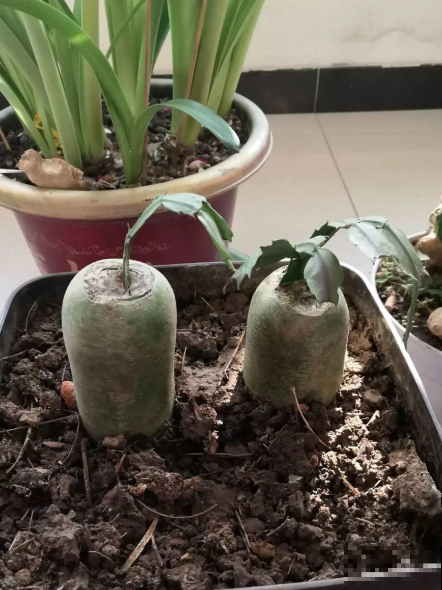 蟹爪兰插萝卜上，也能嫁接？这波操作还是头一回见！