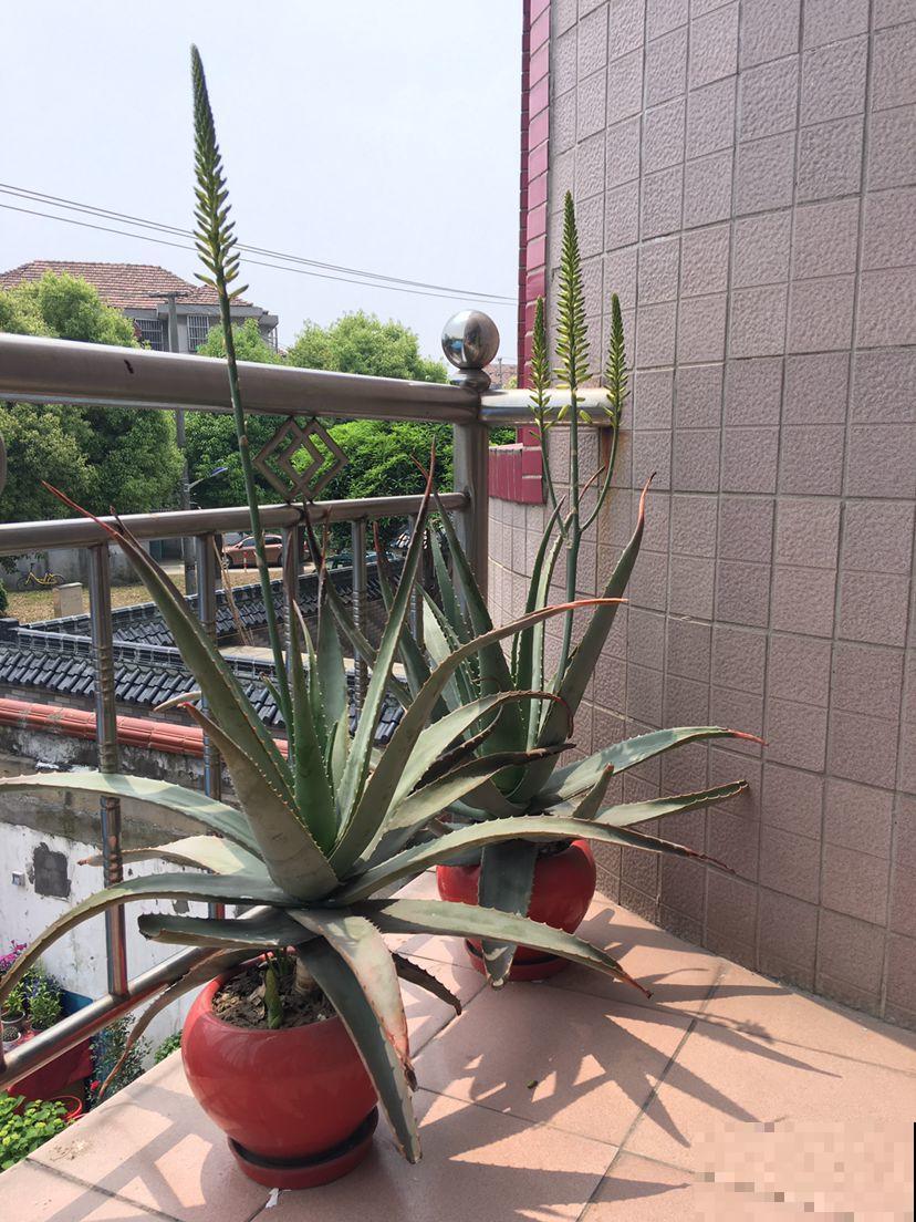 25年的芦荟，长成胳膊粗大老桩，年年开出“吉祥花”！