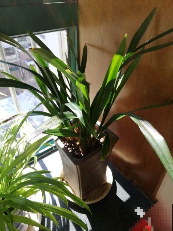 初春养花，这4点要注意，否则花熬过冬天，死在春天