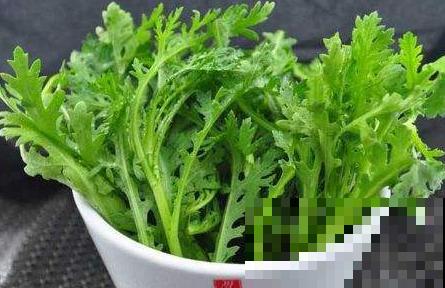 宅家无聊不如种菜，这小菜长势飞速，滋味美还好看！