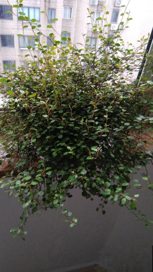 这花太好养，揪个叶子插土里，蹭蹭爆盆