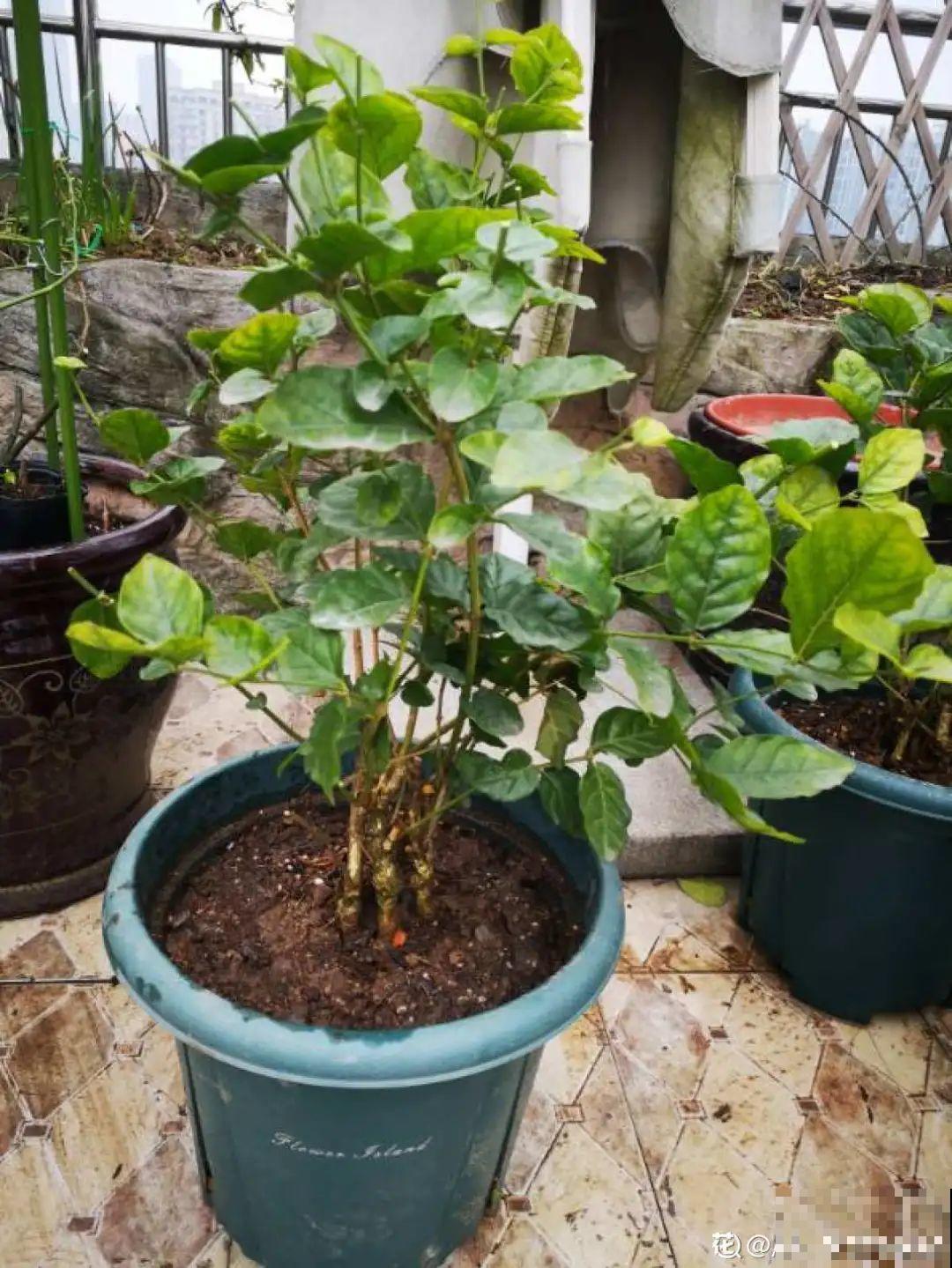 自带香味还能泡水喝的6种花，阳台养一盆，堪比小药箱！
