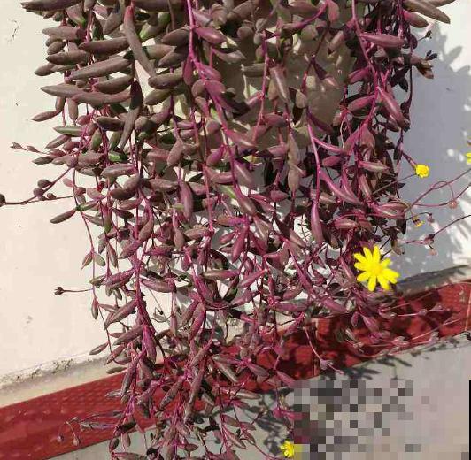 6种花适合吊起来养，挂在窗前，比窗帘还好看！