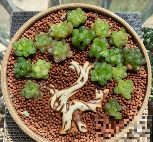 她在花盆里放了这个，多肉秒变盆景，美成一幅画！