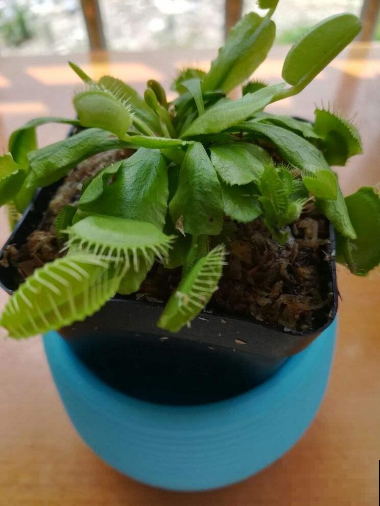 别看这花长得怪，吃虫灭蚊最拿手，屋里小飞虫全被消灭