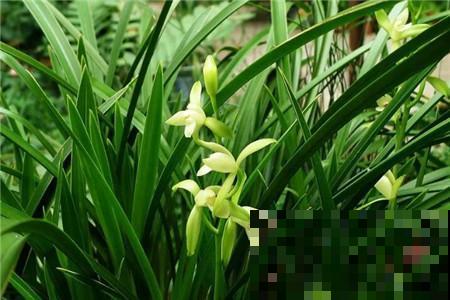 兰花僵苗怎么办？换盆换土，根肥叶亮长得快！
