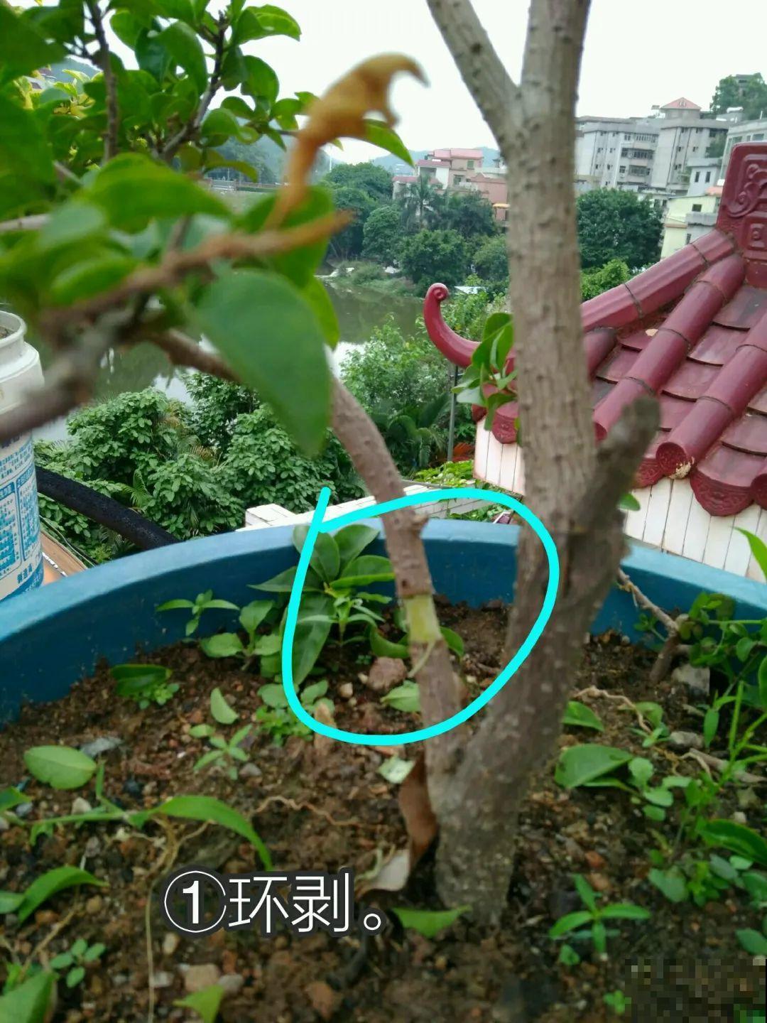 三角梅、月季用最简单的扦插法，塑料瓶套上就生根，懒人也会做！