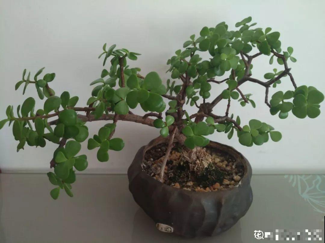 家里养这花，盆越小花越多，大冬天也能呼呼开！