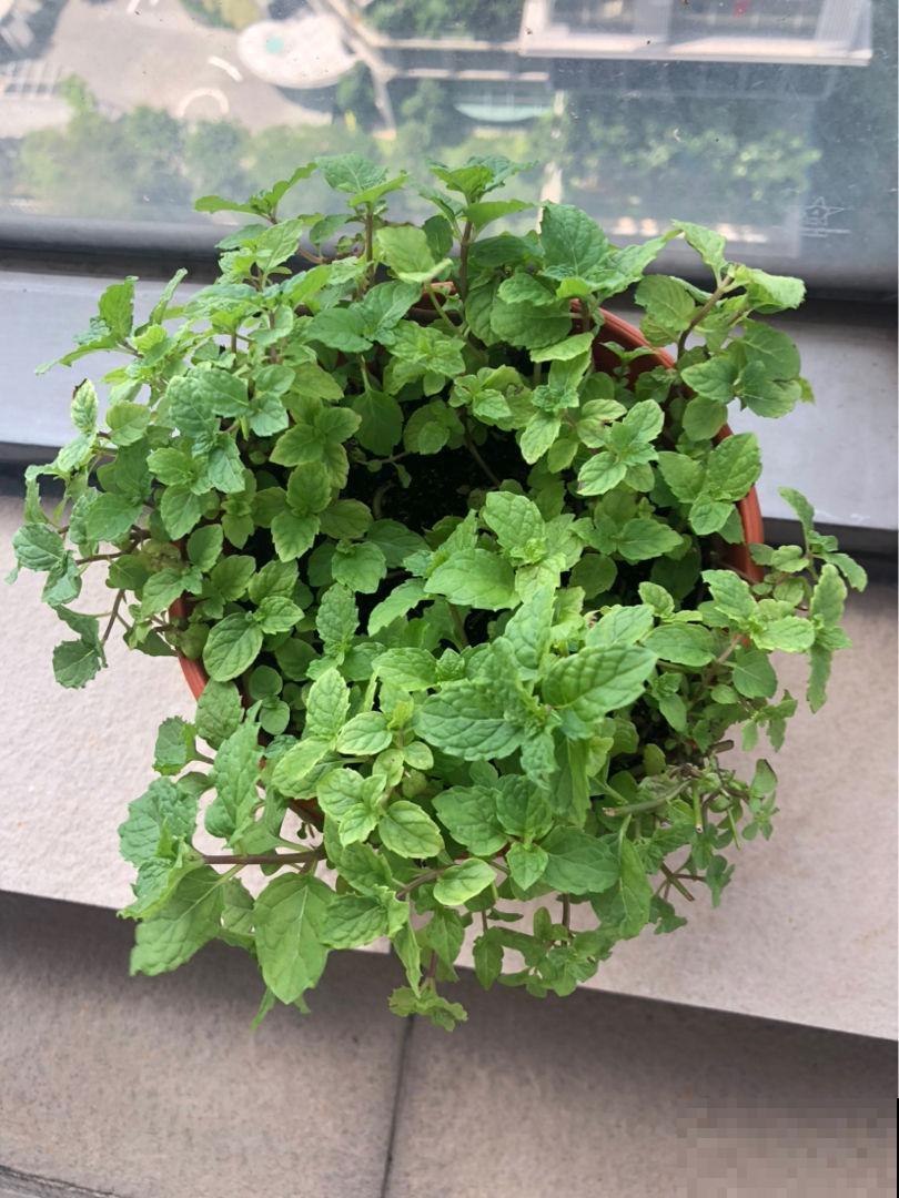 这花能泡茶，揪个叶子泡水里，清热又去火