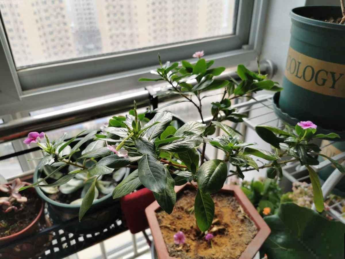 养花也得找对地儿，这5处，别养花，否则养不活还浪费钱