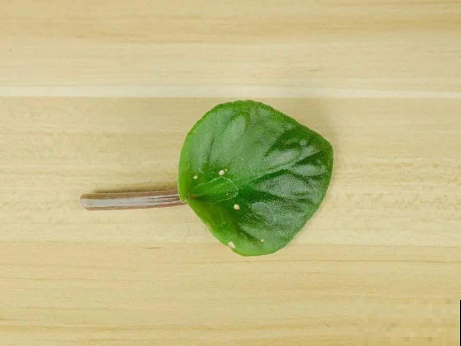 开完花的蟹爪兰，叶子摘一摘，放在梳子上遇水就生根！