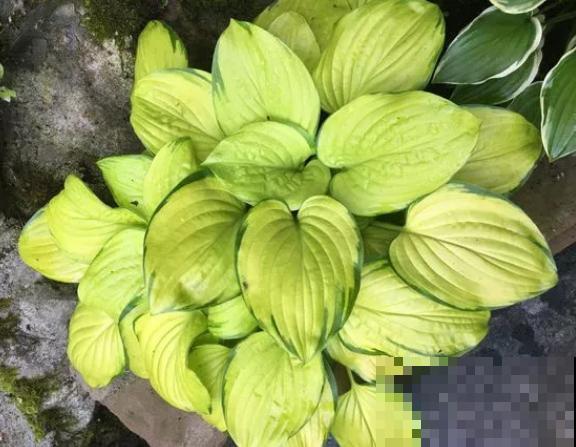 这花很怕晒，越阴凉长得越旺，叶片美得像油画！
