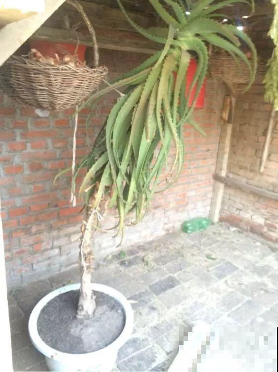 25年的芦荟，长成胳膊粗大老桩，年年开出“吉祥花”！