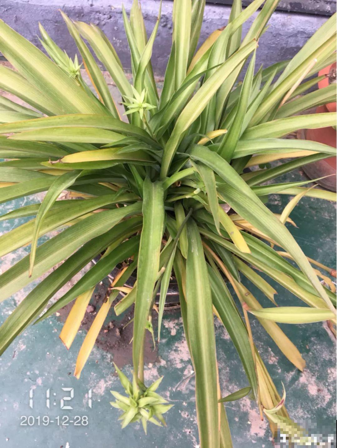 给花狠心剃光头，新芽呼呼冒，1年变老桩！