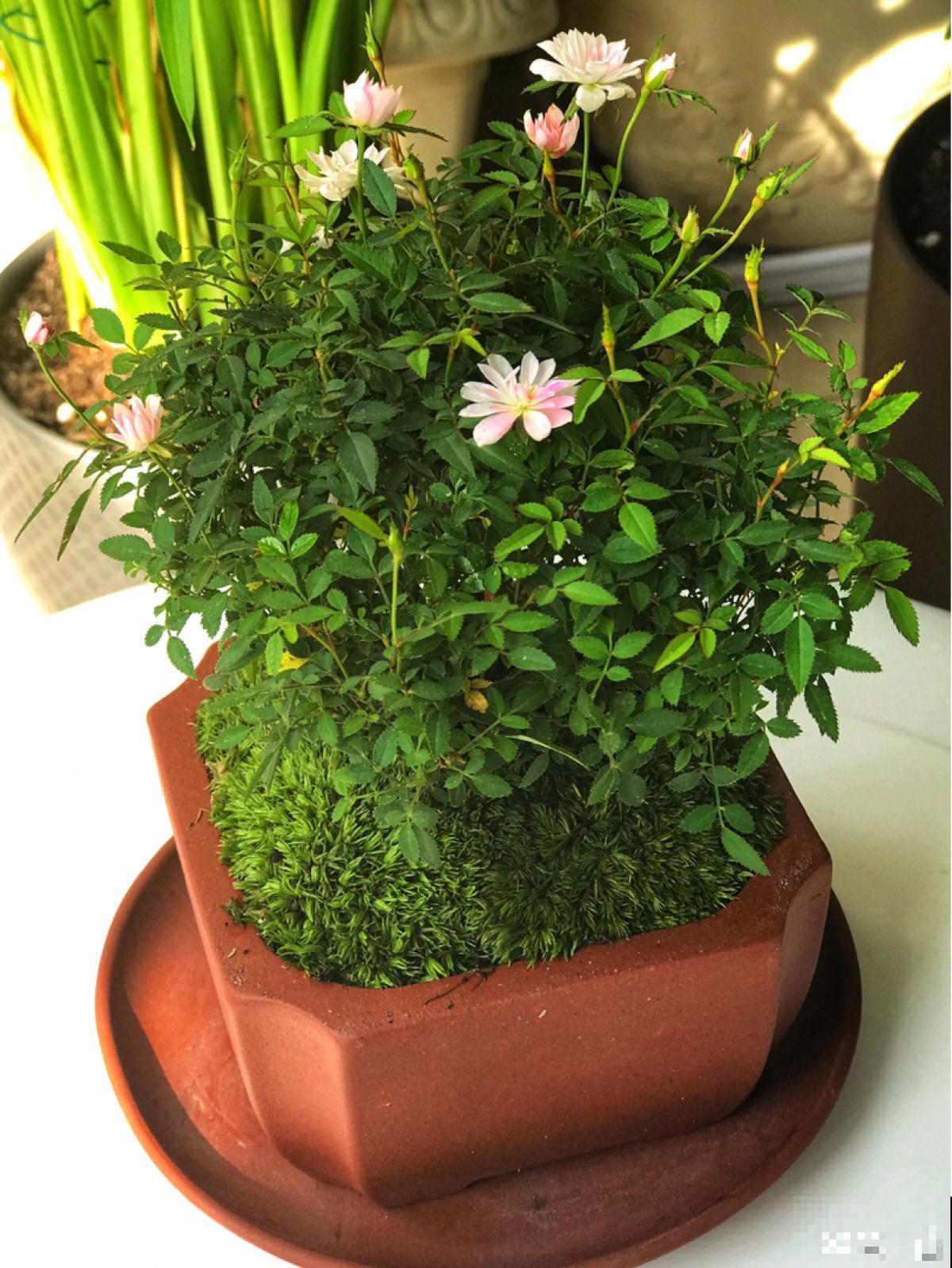这花得小心养，花盆越根越壮，否则积水又烂根