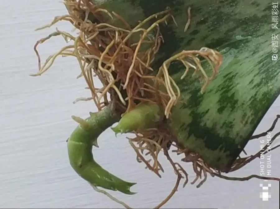 开完花的蟹爪兰，叶子摘一摘，放在梳子上遇水就生根！