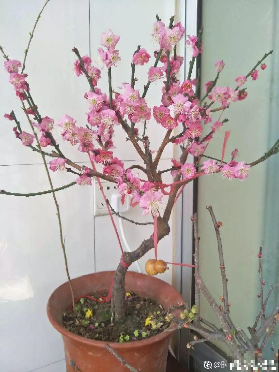 最贵气的梅花，多少人想养，都怕养不好！