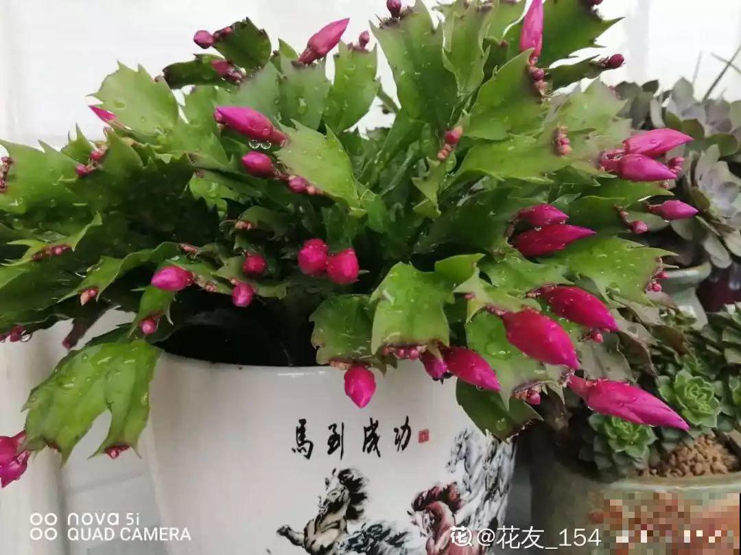 这3种肥料，月季盆里加一点，蹭蹭冒芽还不招虫！