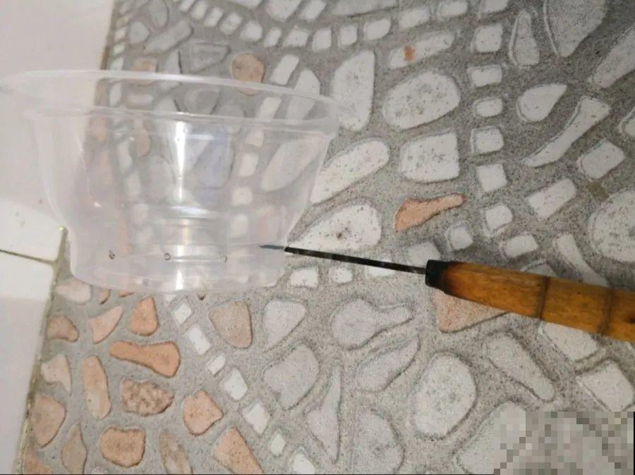 春天扦插，就教你一招不用花盆，一个比一个长得好！