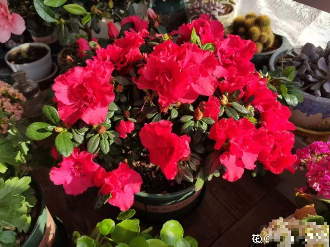 这花公认难养，买回家没开两天，叶子发黄全都往下掉！