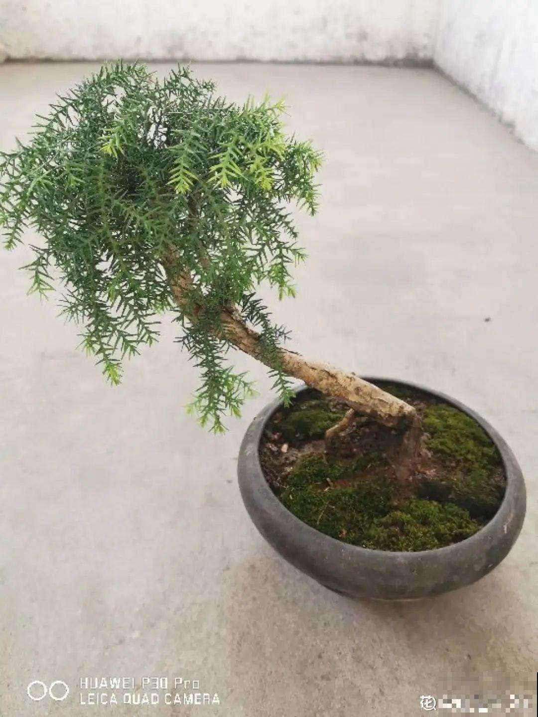 农村不起眼的树，挖一棵做盆景，比买得还要好看！
