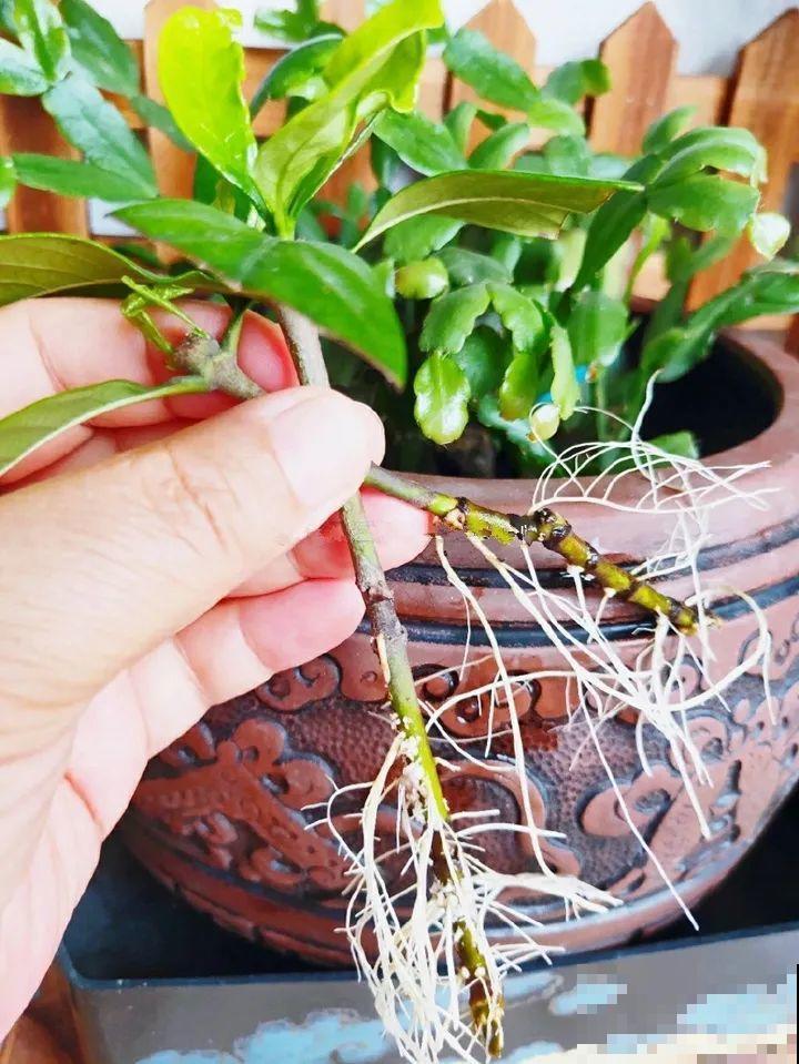 春天扦插，就教你一招不用花盆，一个比一个长得好！