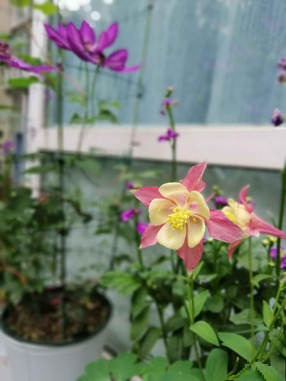 这花名字忒难听，开花却美炸，邻居全都抢着养