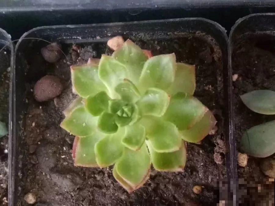 1块5毛钱的多肉，3年后养成了这样，对比太明显！