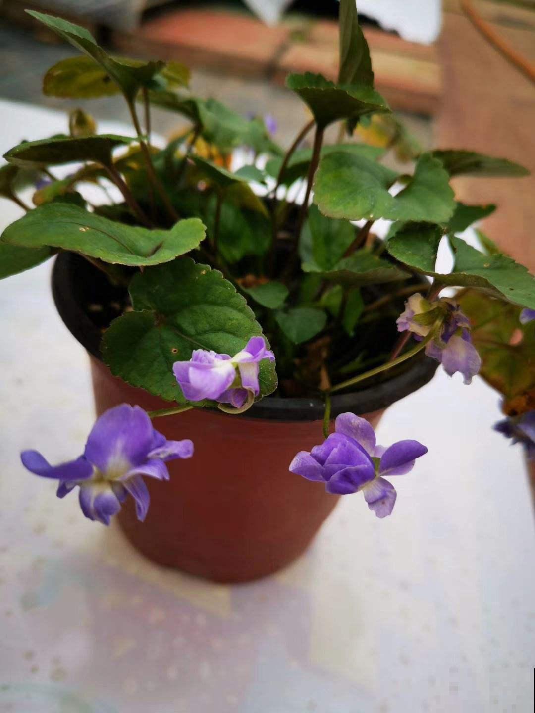 长在草坪的这花真惊艳，叶子纤弱花玲珑，馋得立马挖回家！