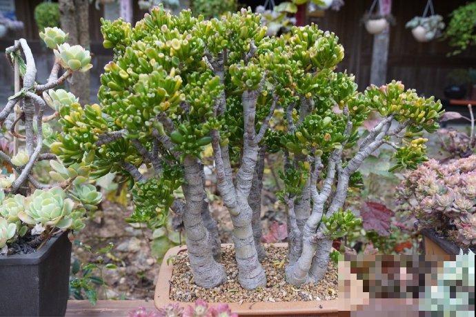 出家人多肉，遇到虫害怎么办？