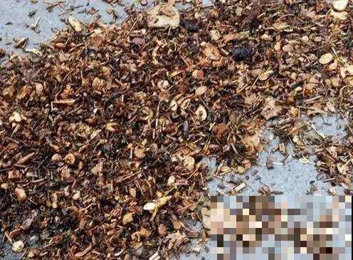 冬天炖骨头汤，剩下的大棒骨不要扔，这么一弄养花绝了！