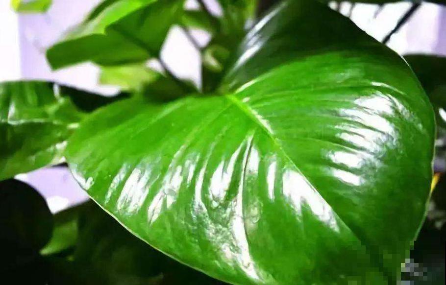 你家花总是面黄肌瘦？就因为不给它搓澡，赶紧拿抹布上阵！