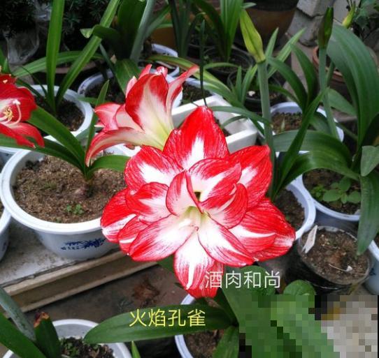 盆里种棵“洋葱头”，开花比脸还大，红红火火真吉祥！