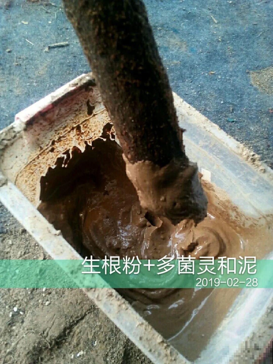 6种花大粗杆子插土里，7天就生根，春天扦插最好活！
