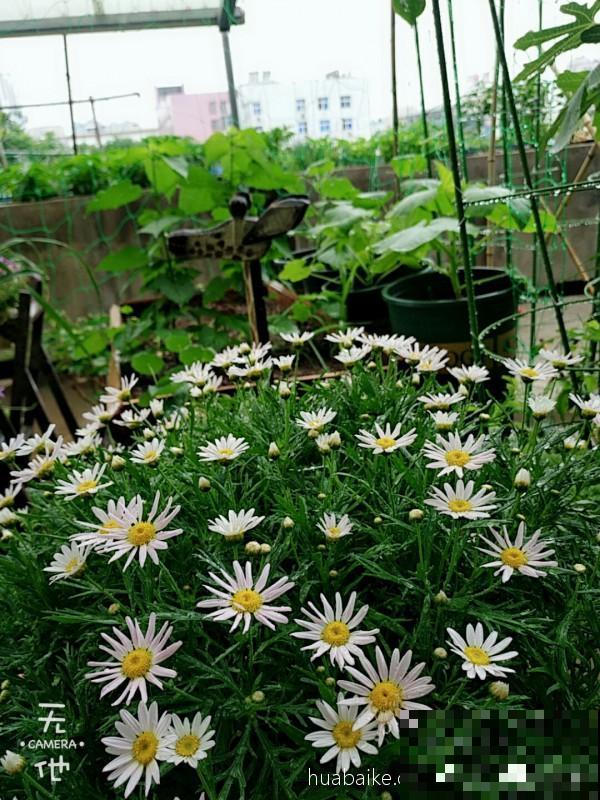这花就是个大花球，开花多得看不见叶，一年能开8个月
