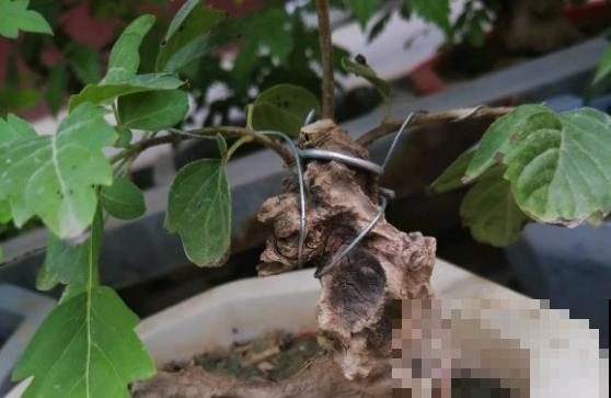 乡下路边都有的树桩，挖出来做盆景，能变成高价艺术品！