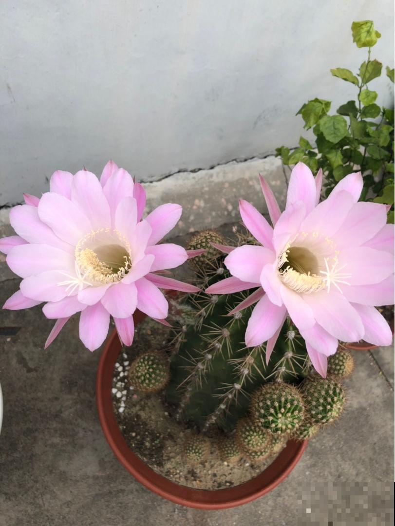这花邻居养了三年都没开，放那没管竟开花，原来问题出在这