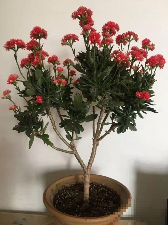 用长寿花盆里浇点它，叶片个个都巴掌大，长成2米“巨无霸”！