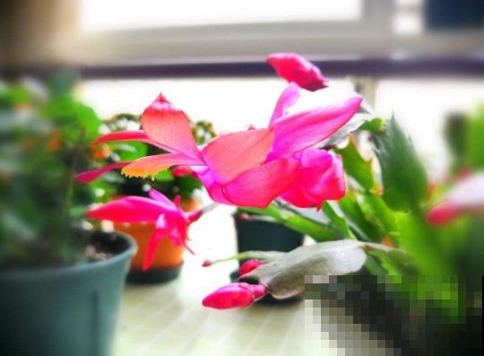 家里有这3种花，开完后赶紧剪一刀，还能再开一茬！