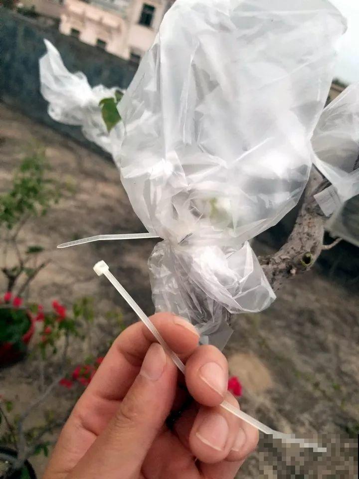 大哥养的三角梅，剪完捆一捆，开花爆出6个色！