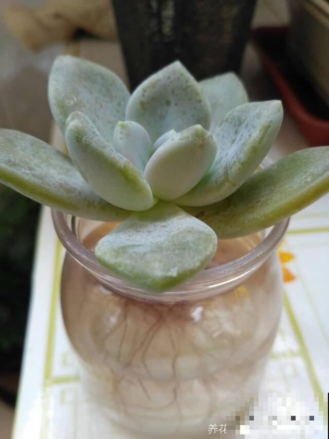 总是养死的花，那就放水里养，呼呼冒出“豆芽根”