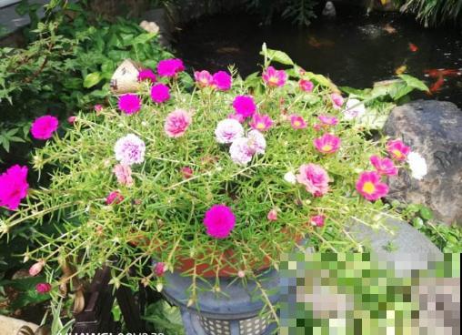 这花号称死不了，为什么我养一盆死一盆？