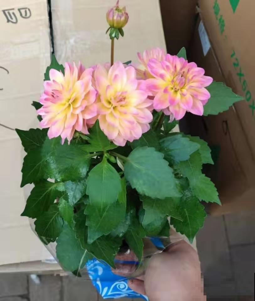 家里花莫名黄叶？叶子都馋得发黄了，这么一搞就绿回来！
