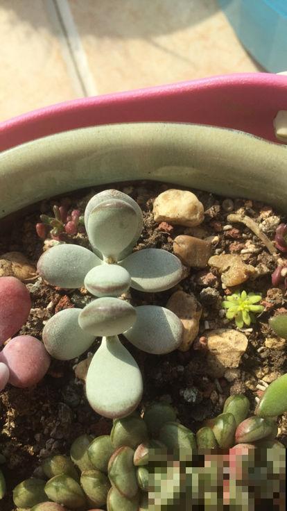 养这花浇水得注意，不能浇到叶子上，否则叶子烂精光